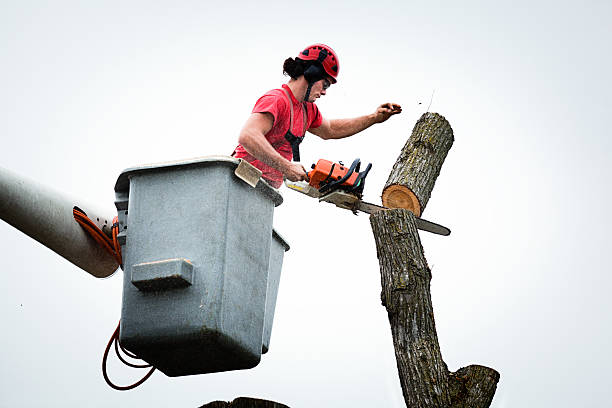 Best Utility Line Clearance  in Lawton, MI